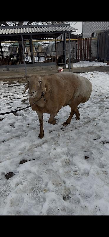 Баран, овца: Продаю | Баран (самец) | Арашан | Для разведения | Осеменитель — 9