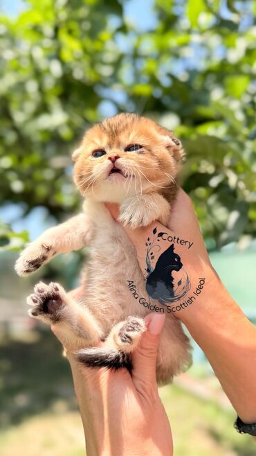 шотландская мраморная кошка: Скотиш Фолд (Шотландская вислоухая), 1 месяц, Девочка, Золотая шиншилла, Приучена к лотку, Проглистована, С документами