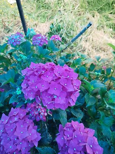 Саженцы растений: Məhsul: Saksıda ortanca (Hydrangea macrophylla) kolları Təsvir: - — 2