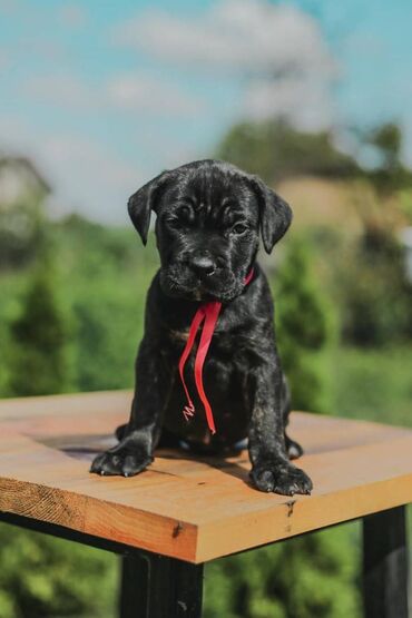 Psi: Postanite vlasnik jednog od naših vrhunskih Cane Corso štenaca — 24