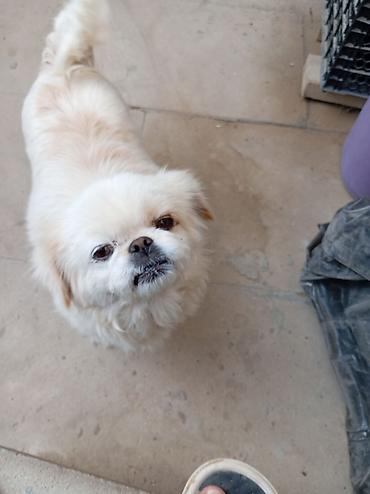 İtlər: Pekines — 4