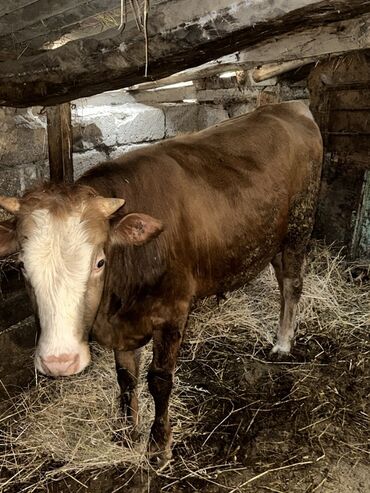 Inəklər, öküzlər: Erkək, il: 1, 100120 kq, Damazlıq, Ətlik, Ünvandan götürmə — 13