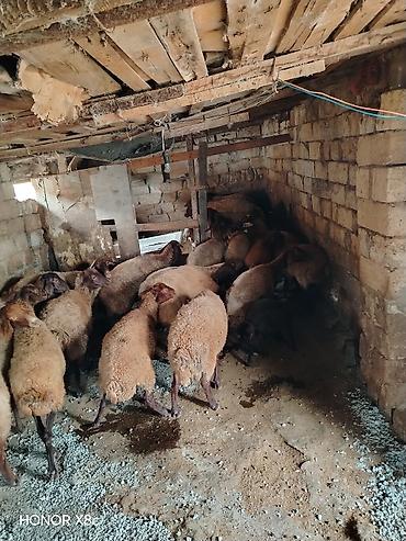 Qoyunlar, qoçlar: 27 baş qoyun satılır. - Say: 27 baş - Növ: yerli qarışıq ətlik/südlük — 12