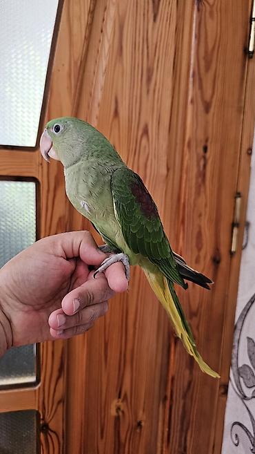balaca pisik satisi: Aleksandr (parrot) cinsiyyəti dişidir əl quşudur– yaşıl tonlarda, uzun — 6