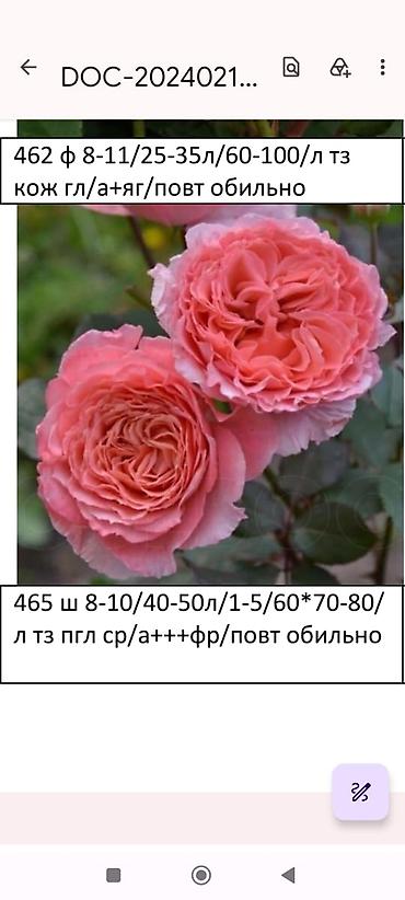 куплю голубой ель: Саженцы — 7