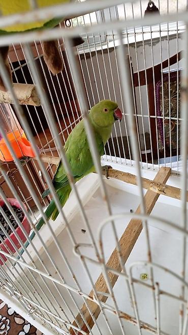 Животные: Qəfəslə erkəy 250 azn vatsap əlaqə Nimfa (Cockatiel) tutuquşu və qəfəs — 4