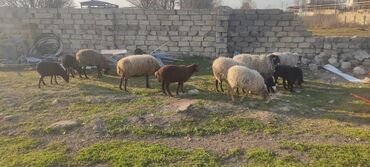 qurban bayrami qoyun sekilleri: Dişi, Romanov, Qala, il: 1, Damazlıq, Ünvandan götürmə