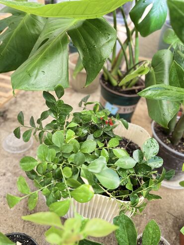 Другие услуги: Продаю цветы😍 Очень много разных 🪴🎋🍃🌱 Антуриумы Спатифиллум Алоказия — 10