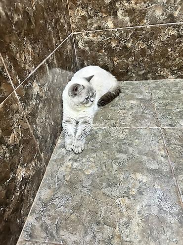 Pişiklər: Britan -da lalafo.az — 6 Pişiklər: Britan — 6