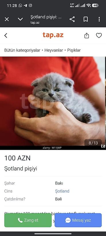 Pişiklər: Britan — 10