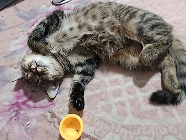 бенгалская кошка даром: Одам даром котят — 1