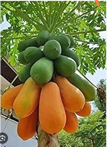 gul agaci: Papaya ağacları satılır .hər ölçüdə ağaclar var .qiymət 20 manatdan 70 at lalafo.az gul agaci: Papaya ağacları satılır .hər ölçüdə ağaclar var .qiymət 20 manatdan 70