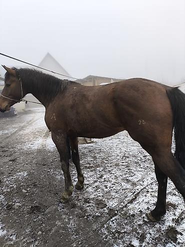 Лошади, кони: Продаю | Жеребец | Полукровка | Конный спорт — 9