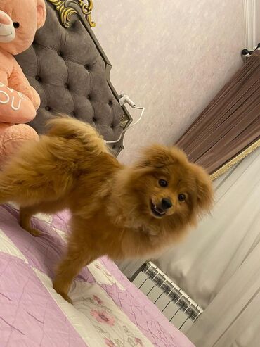 pomerian spits: Pomerian spitz 11 aylıq qefesi ve geyimleri var