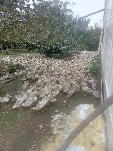 Утки: Məhsul: Ördek sürüsü (ferma təsərrüfatı üçün) Təsvir: - Çoxsaylı — 1