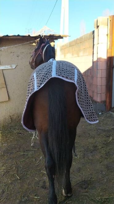 Товары и оборудование для с/х животных: Ээр,токум,тердик,ат жабуу,така мык,аркан,ремень,мешок,картошка — 15