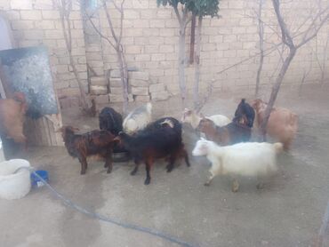 Keçilər, çəpişlər: Satılır – xırda təsərrüfat üçün keçilər qrupu - Növ: yerli qarışıq — 1