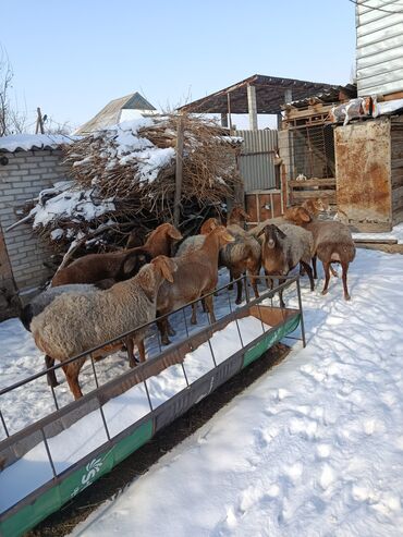 Баран, овца: Продаю | Овца (самка) | Арашан | Для разведения | Котные — 1
