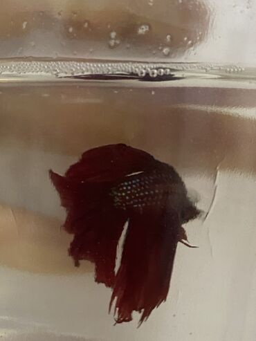 ternesiya balığı: Betta (Petuşok balığı)