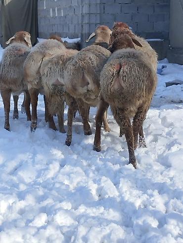 Баран, овца: Продаю | Овца (самка) | Для разведения | Племенные — 2