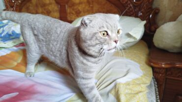 Аквариумные аксессуары и принадлежности: Шотладская вислоухая, Самец, Самовывоз