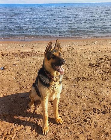 Продажа собак: ❗️❗️❗️❗️ВЯЗКА ❗️❗️❗️Восточно европейская овчарка .Сильный мощный — 11