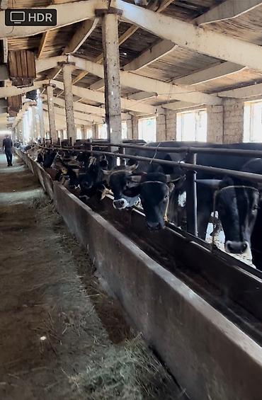поле: Farm КРС, 100 соток, Действующий, С оборудованием, Скважина, Холодная вода, Электричество — 2