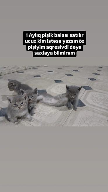 cins pişik: Rus mavisi — 1