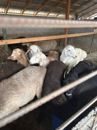 сколько стоит собака породы доберман: Продаю | Овца (самка) | Полукровка | Для разведения | Матка