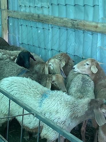 белые утки: Продаю | Овца (самка) | Для разведения — 6