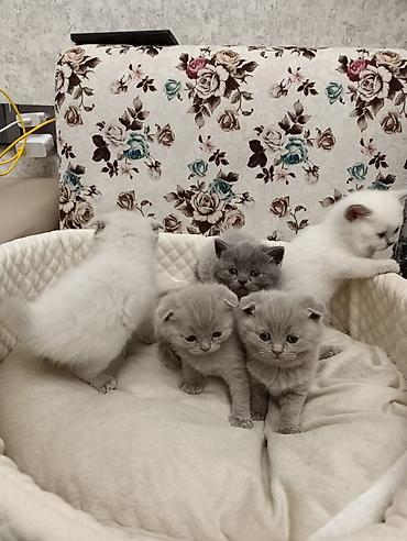 Pişiklər: Şotland, Ödənişli çatdırılma — 1