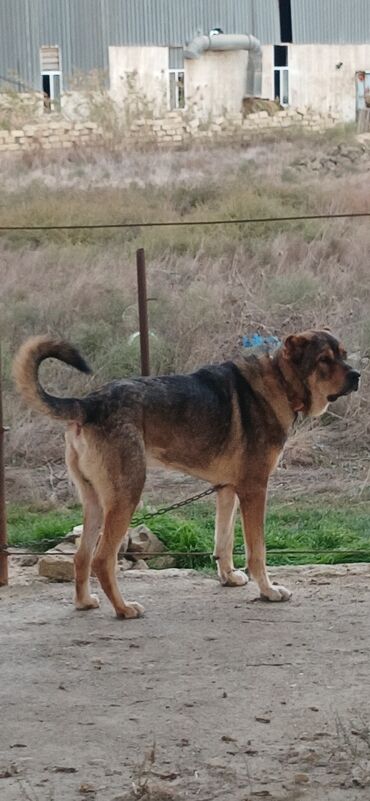 İtlər: Qurdbasar, 2 il, Erkek, Peyvəndli, Ödənişli çatdırılma — 11
