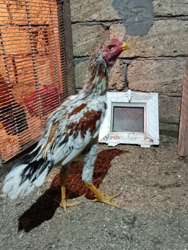 Xoruzlar: 7 ayliq becediler biri 70 azen super qani var — 7