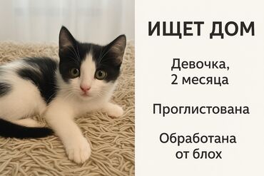 шотландская золотая шиншилла купить: Кошка даром: Беспородная, 2 месяца, Девочка, Приучена к лотку, Проглистована