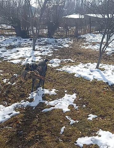 собака жалал абад: Щенки, помёт разноокрасочный (коричнево-белые и черно-пестрые) — 8