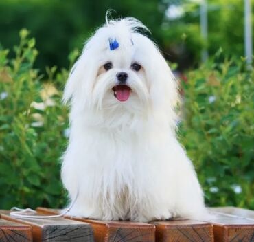 İtlər: Malta bolonka, 1 ay, Erkek -da lalafo.az — 5 İtlər: Malta bolonka, 1 ay, Erkek — 5