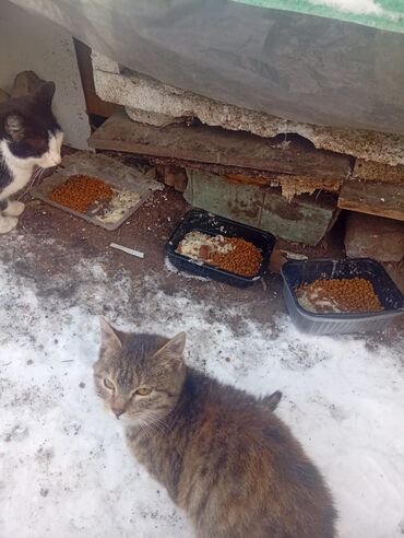 Отдам даром кошку: 4 месяца, Девочка — 2