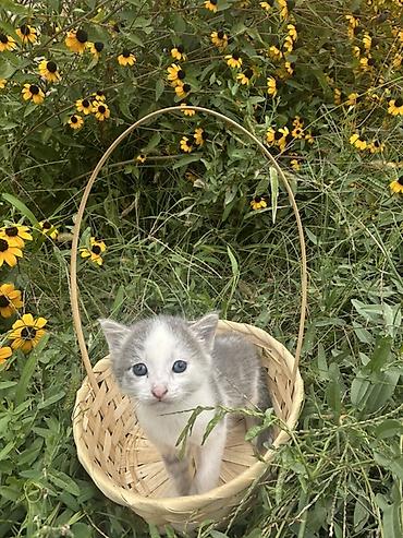Мышык бекер берем: Котята, 2 малыша. На фото — один серый котёнок и один бело-серый. Серо — 5