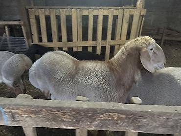 зайчик купить: Продаю | Баран (самец) | Для разведения | Племенные — 2