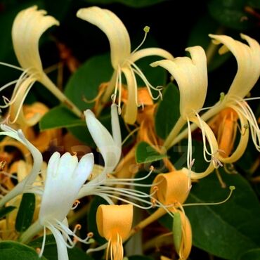 Toxumlar: Həyət gülleri. 90növ çesid var! — 11