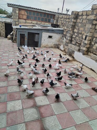 İtlər: Məhsul: Ev göyərçinləri (qarışıq cins və rənglər) Təsvir: - Həyətdə