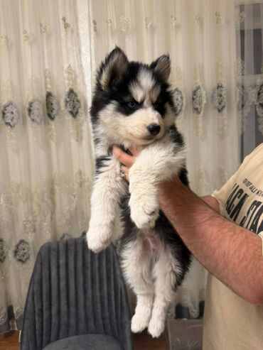 İtlər: - MALAMUT balasi: uzun tük, güclü quruluş, qəhvəyi,qara,boz rəngdə — 6