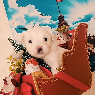 bull terrier satilir: Malta balonkasi mini . qiymetde razilawmaq olar — 9