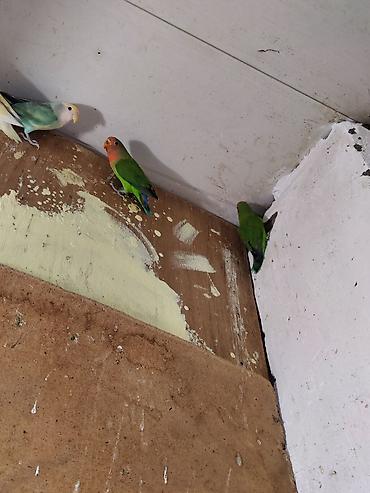 Sevgi quşları (lovebird) – bir neçə fərqli rəng mutasiyası ilə
