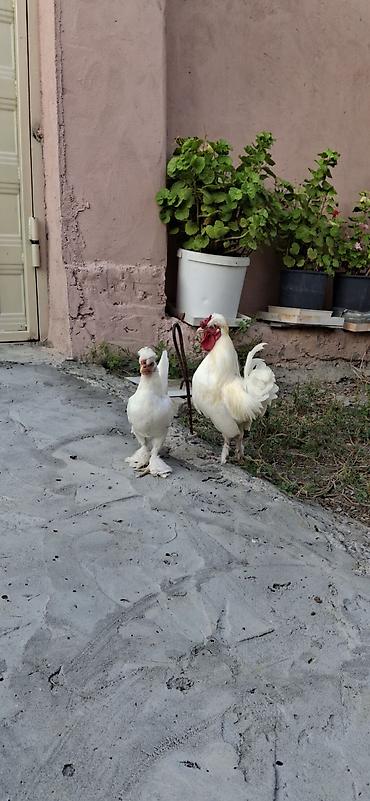 at satisi qiymetleri: Yaponklar cütü 50azn.sağlam cavan aktiv quşlardı — 1