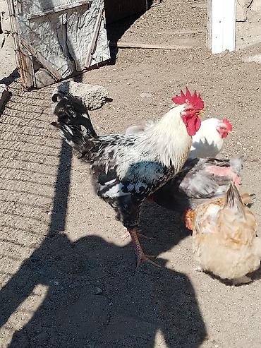toyoq ve xoruz: Məhsul: Ayaqları tüklü xoruzlar (fotoşəkillərdə görünən müxtəlif — 6