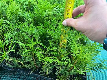 Декоративные деревья: Саженцы деревьев: Туи — 9