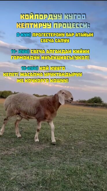 корм для кур цена: Продаю | Овца (самка), Ягненок, Баран (самец) | Арашан | На забой, Для разведения, Для шерсти | Племенные, Котные, Кастрированные
