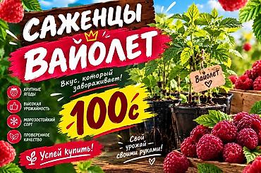 Малина: Полонез малинасынын көчөттөрү сатылат! 🔥 Мөмөсү: Абдан ири, даамы — 2