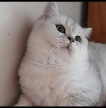 шиншилла котенок: Шиншилла, Самец
